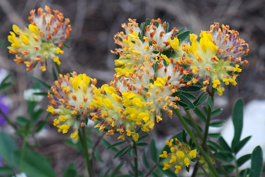 Anthyllis vulneraria / Vulneraria comune
